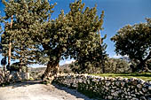 Giganteschi ulivi nei pressi della Panagia Kera, Creta Orientale.
